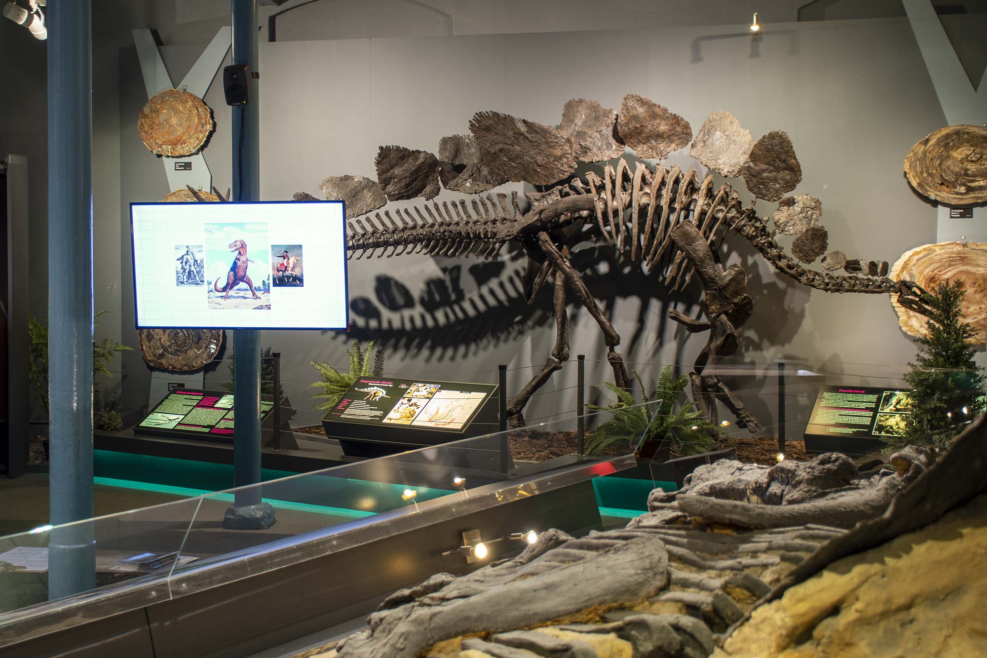 exhibition view at Sauriermuseum Aathal